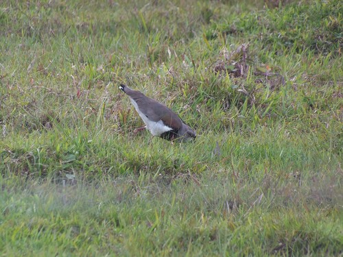 Southern Lapwing