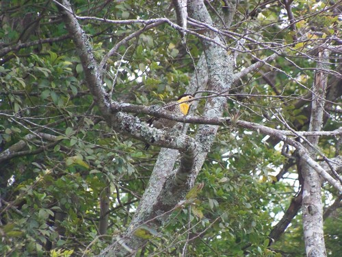 Field Flicker