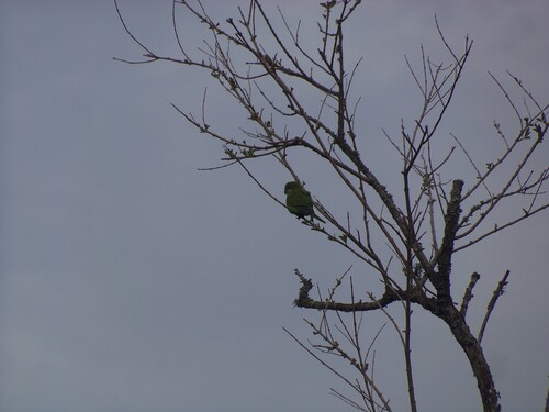 Monk Parakeet