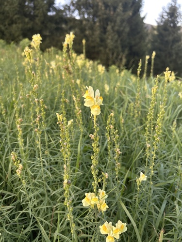 common toadflax