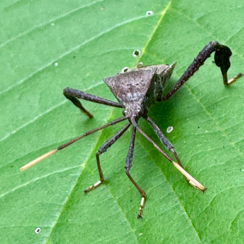 Acanthocephala terminalis