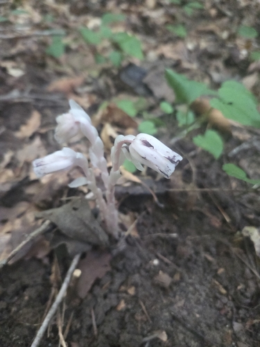 Ghost Pipe