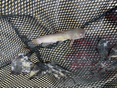 Yellow Bullhead