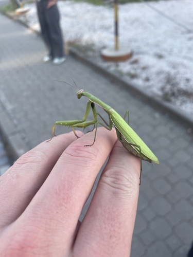 European Mantis