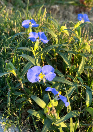 whitemouth dayflower