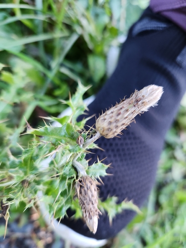 creeping thistle