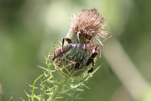 Eastern Leaf-footed Bug