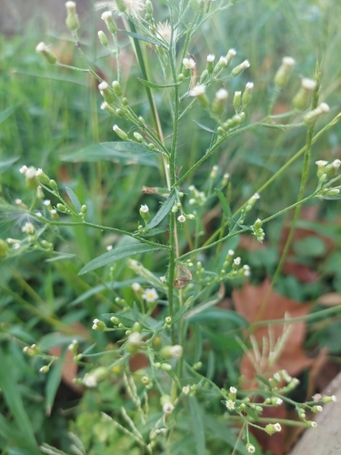horseweed