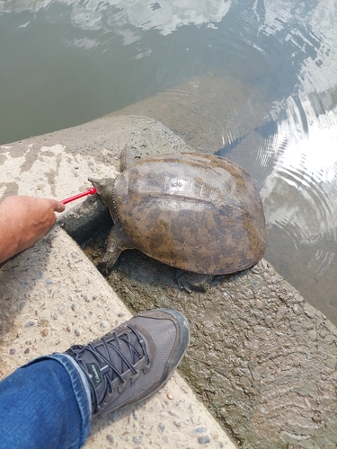 Spiny Softshell