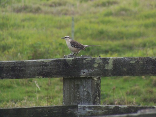 Chalk-browed Mockingbird