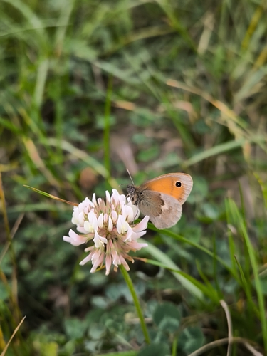 Small Heath