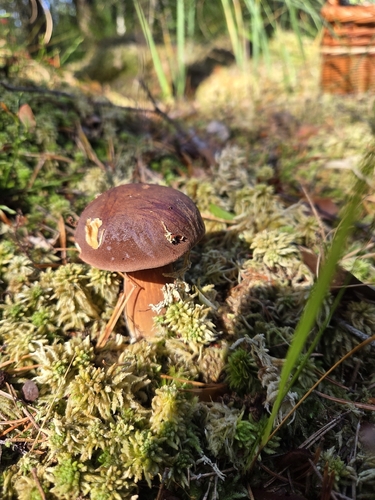 Bay Bolete