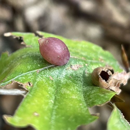 Beech Gall Midge