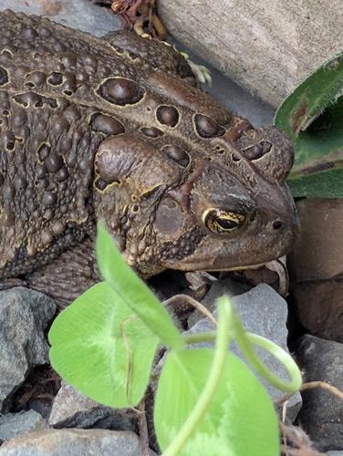 Eastern American Toad