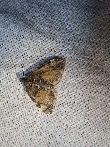 Marbled Carpet Moth