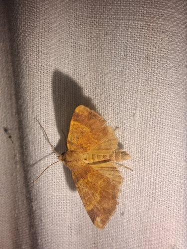 Barred Sallow