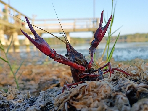 Red Swamp Crayfish
