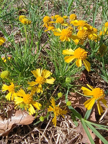 Bitterweed