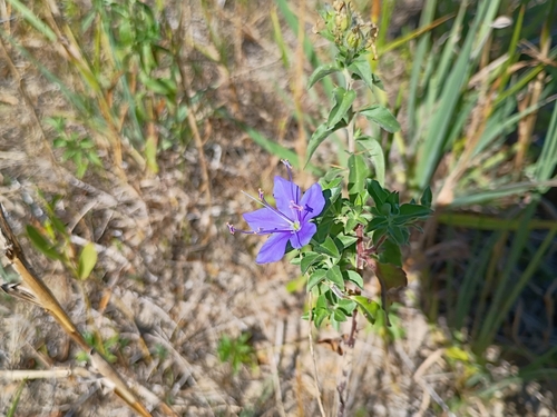 blue waterleaf