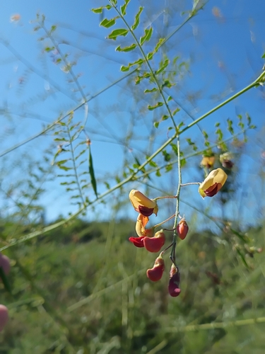 Bladder Pod