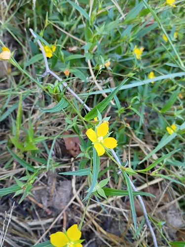 Wingleaf Primrose-Willow