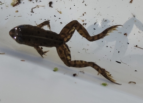 Iberian Green Frog