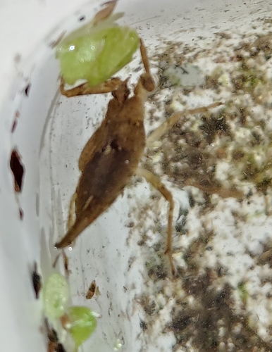 Eurasian Water Scorpion