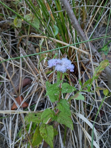 blue mistflower