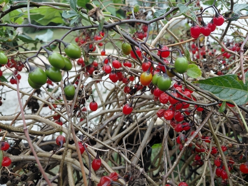 bittersweet nightshade
