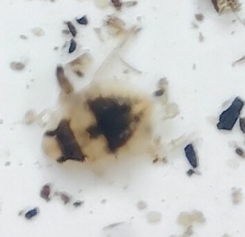 Aphelocheirus