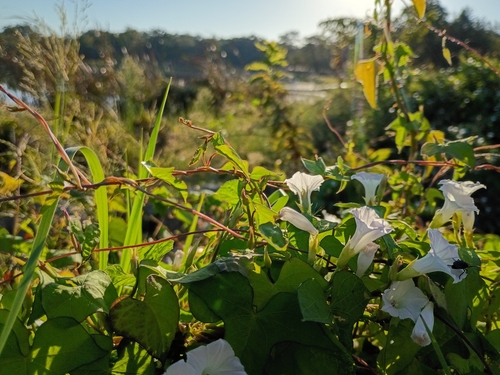 White Morning-glory