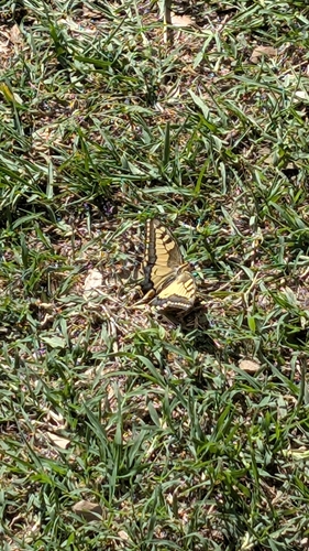 Old World Swallowtail