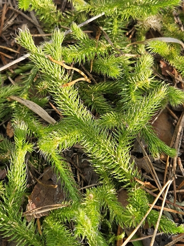 stag's-horn clubmoss