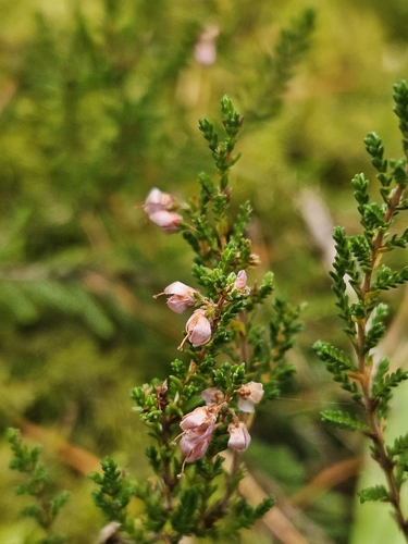 common heather