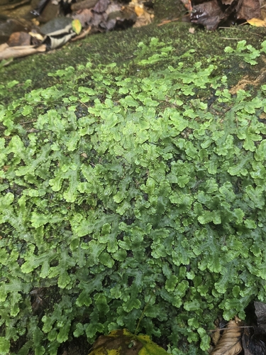 Snakewort