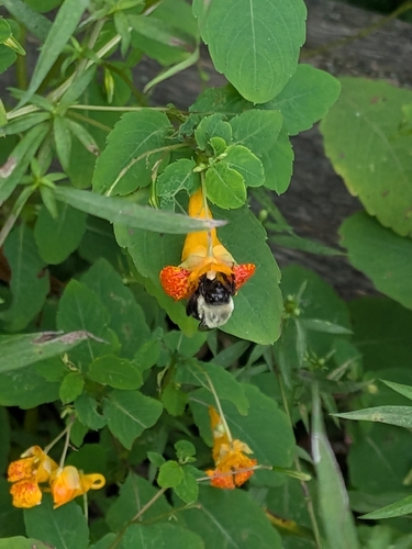 Common Eastern Bumble Bee