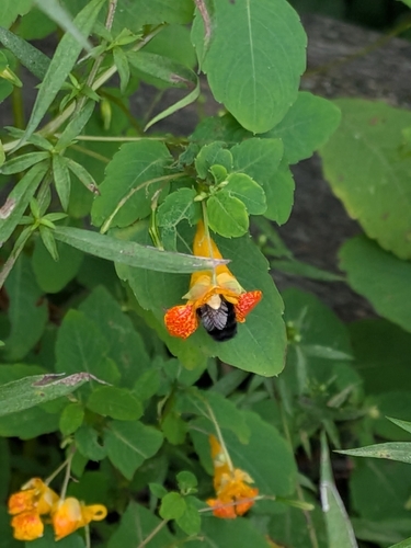 common jewelweed