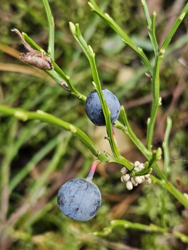 common bilberry
