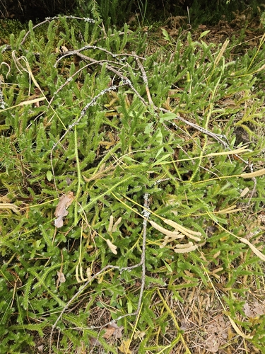 stag's-horn clubmoss
