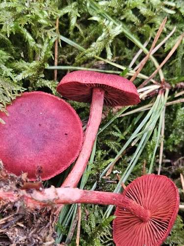 bloodred webcap