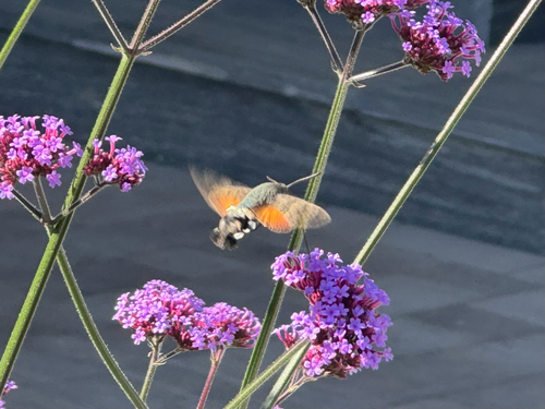 Eurasian Hummingbird Hawkmoth