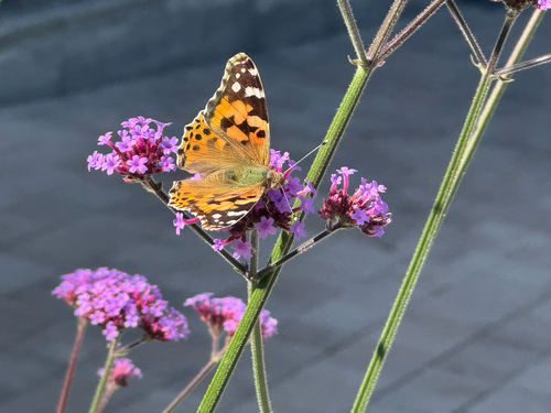 Painted Lady