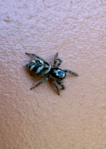 Zebra Jumping Spider