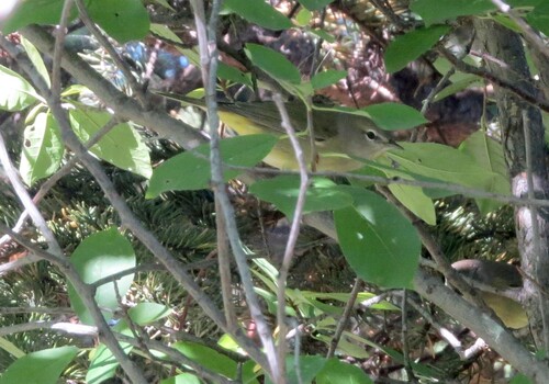 Orange-crowned Warbler