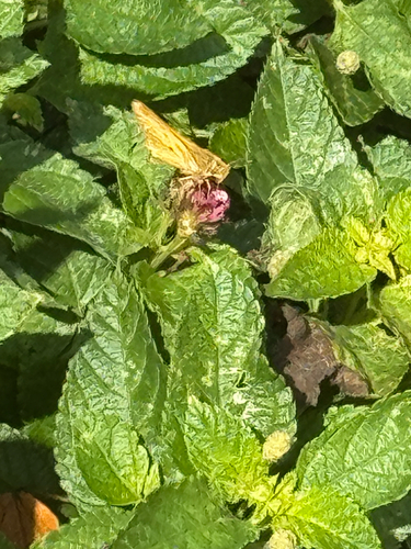 Fiery Skipper