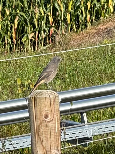 Black Redstart