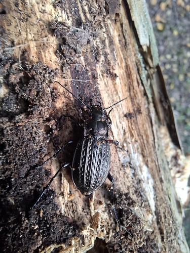 Granulated Ground Beetle