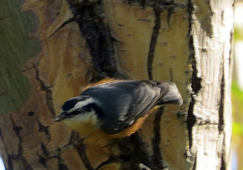 Red-breasted Nuthatch