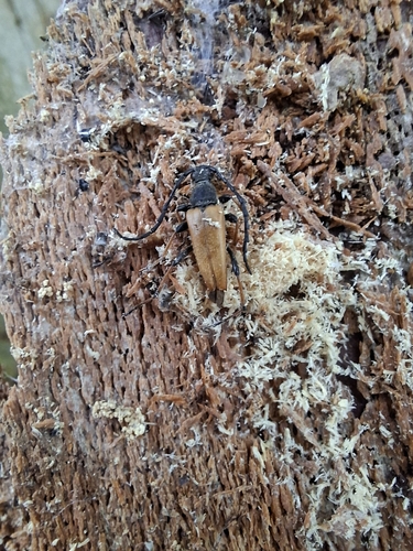 Red Pine Longhorn Beetle