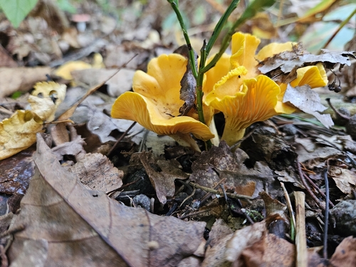 Golden Chanterelle
